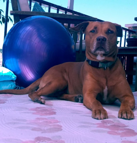 Perrito terraza